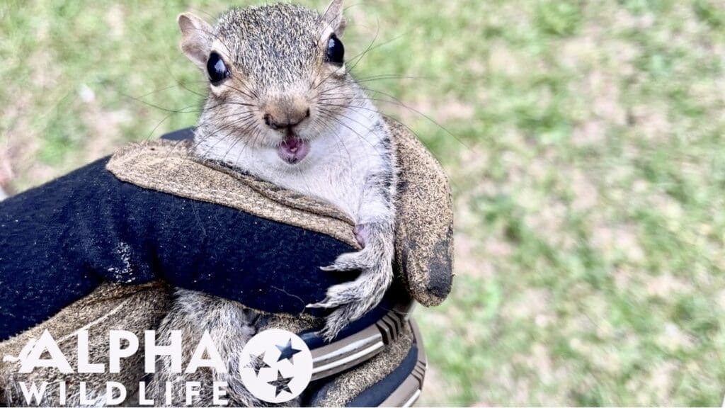 Squirrel removal in Murfreesboro TN